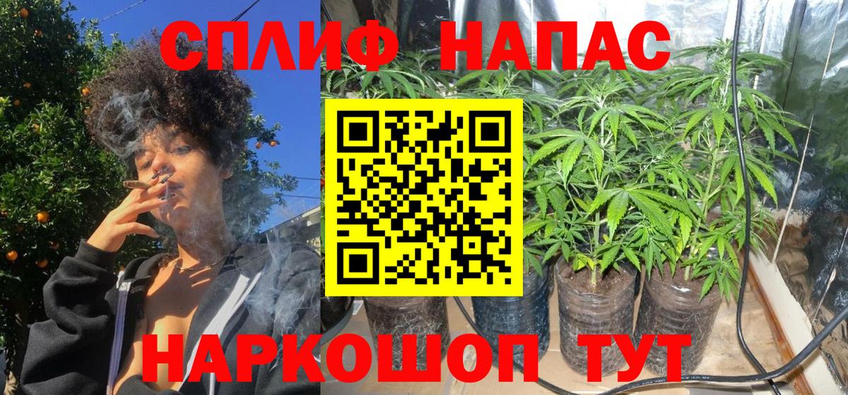 Каннабис сатива Мурманск